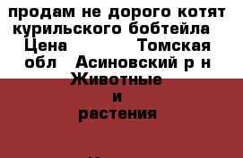продам не дорого котят курильского бобтейла › Цена ­ 3 500 - Томская обл., Асиновский р-н Животные и растения » Кошки   